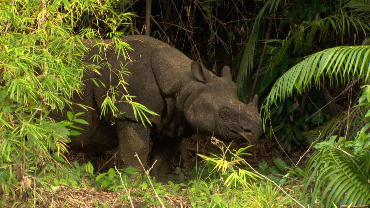 Explore Taman Nasional Ujung Kulon: Habitat Badak Jawa yang Langka
